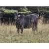 Image 1 : Thompson Colony - 550# October Delivery Heifer Calves - 110 Head (Fort Macleod, AB)