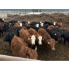 Image 2 : Guichon Creek Ranch - 630# April Delivery Heifers - 85 Head (Westwold, BC)