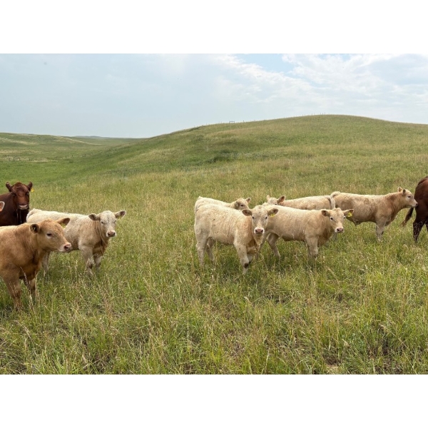 Lohse Farm & Ranch Ltd. - 625# October Delivery Heifer Calves - 80 Head (Beaubier, SK)