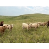 Image 2 : Lohse Farm & Ranch Ltd. - 675# October Delivery Steer Calves - 80 Head (Beaubier, SK)