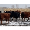 Image 9 : Long Haul Farms - 40 Exotic X April/May Calving Bred Cows (Steinbach, MB)