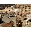 Image 18 : Saddleridge Farming - 640# November Delivery Steers - 100 Head (Rosemary, AB)