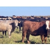 Image 2 : Wolverine Cattle Co. - 935# September Delivery Grass Heifers - 205 Head (Guernsey, SK)