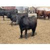 Image 2 : Lynden Land & Cattle - 900# June Delivery Steers - 50 Head (Linden, AB)
