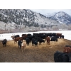 Image 3 : Clifton Ranch - 920# February Delivery Weaned Steers - 200 Head (Keremeos, BC) VBP+
