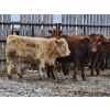 Image 9 : Osadczuk Cattle Co. - 699# March Delivery Heifers - 89 Head (Patricia, AB)