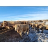 Image 5 : Bauer Ranching - 860# February Weaned Steers - 375 Head (Hilda, AB)