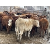 Image 10 : Regehr Land & Cattle - 850# March Weaned Steers - 70 Head (Linden, AB) VBP+
