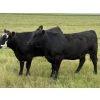 Image 3 : DK Livestock - 985# September Delivery Grass Heifers - 65 Head (Longview, AB)