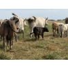 Image 3 : Malarky Farms - 12 Char/Char X Cow/Calf Pairs (Newdale, MB)