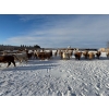 Image 8 : Box Anchor Farms - 930# March Delivery Weaned Heifers - 190 Head (Dewberry, AB)