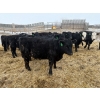 Image 8 : The Y Cattle Co. Ltd. - 702# March Delivery Steers - 43 Head (Crossfield, AB)