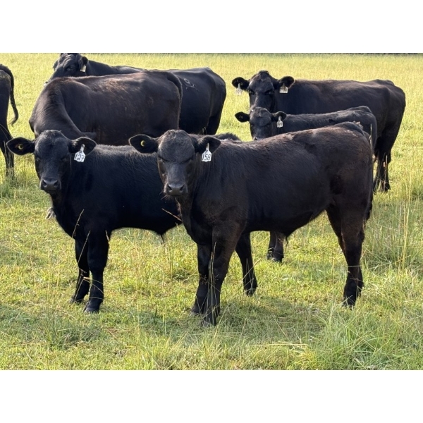 B & B Livestock - 550# Oct/Nov Delivery Steer Calves - 90 Head (Spruce View, AB) VBP+
