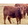 Image 10 : Meyer Cattle Inc. - 580# December Delivery Weaned Heifers - 50 Head (Lethbridge, AB)