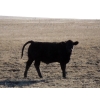 Image 7 : Rowbotham Ranching - 450# November Delivery Steer Calves - 100 Head (Wardlow, AB)