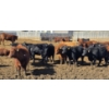 Image 3 : South Island Farms - 950# March Delivery Steers - 100 Head (Bow Island, AB)
