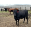 Image 10 : Hegedys Ranching - 1025# June Delivery Heifers - 205 Head (Acme, AB)