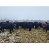 Image 3 : Tee Two Land & Cattle Co. - 680# March/April Delivery Steers - 265 Head (Kelliher, SK) VBP+