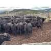 Image 3 : Nicola Ranch - 600# November Delivery Steer Calves - 310 Head (Merritt, BC) VBP+