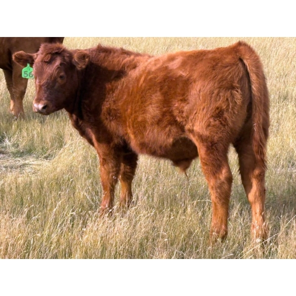 JR Cattle Company Ltd. - 550# October Delivery Steer Calves - 30 Head (Fort Macleod, AB)