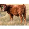 Image 1 : JR Cattle Company Ltd. - 550# October Delivery Steer Calves - 30 Head (Fort Macleod, AB)