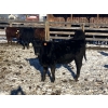 Image 6 : Rock Creek Cattle Co. Ltd. - 610# December Delivery Weaned Heifers - 40 Head (Nanton, AB) VBP+
