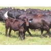 Image 4 : Blooming Enterprises Ltd. - 625# October Delivery Steer Calves - 85 Head (Gladmar, SK)