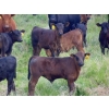 Image 4 : Mt. Sentinel Ranch Ltd. - 540# October Delivery Steer Calves - 115 Head (Longview, AB)