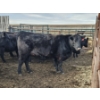 Image 9 : Gibraltar Cattle - 9 Black Heifers (Pen 533 - 535)