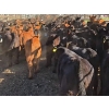 Image 4 : Clifton Ranch - 920# February Delivery Weaned Steers - 200 Head (Keremeos, BC) VBP+