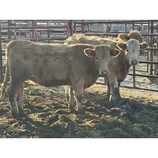 Red Deer Feeder Association Ltd. - 4 Heifers (Pen 521)