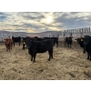 Image 8 : Lowe Ranches - 706# March Delivery Heifers - 54 Head (Nanton, AB)