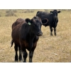 Image 8 : Rafter C Cattle Co. - 965# September Delivery Grass Steers - 62 Head (Lafleche, SK)