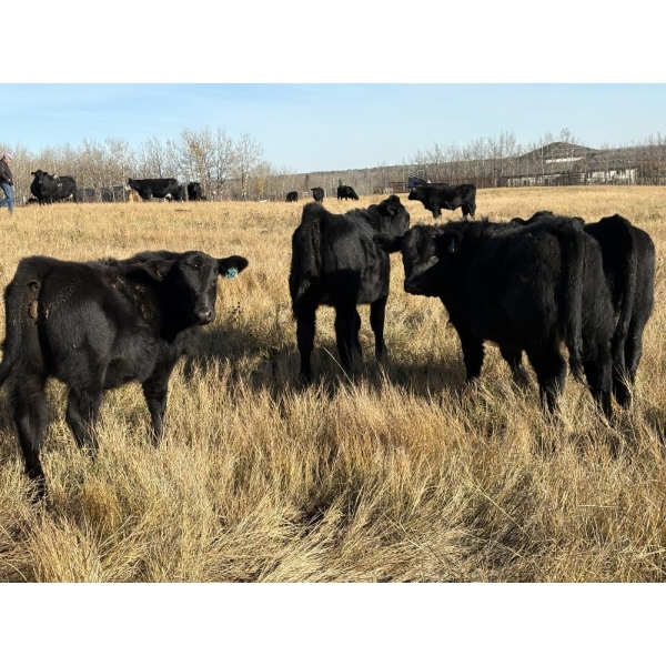 Greg & Andrew Malyk - 570# November Delivery Steer Calves - 100 Head (Carvel, AB)
