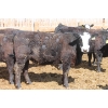 Image 7 : A&S Farms - 30 BBF Replacement Heifers (Coaldale, AB)