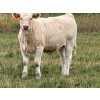 Image 9 : Jean Lamson - 575# October Delivery Heifer Calves - 100 Head (Hanna, AB)