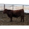 Image 6 : Barfus Farms - 865# December Delivery Weaned Steers - 205 Head (Hill Spring, AB)