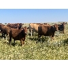 Image 4 : Clay Ridge Farms Inc. - 800# September Grass Heifers - 50 Head (Big Stone, AB)