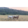 Image 3 : Wyatt & Meg Isaacson - 950# Sept/Oct Delivery Grass Steers - 61 Head (Killdeer, SK)