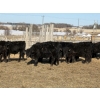 Image 6 : Michael Jennings - 540# March Delivery Steers - 75 Head (Condor, AB)