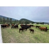 Image 4 : Debbie Born - 20 1st Calf Angus Pairs (Coldstream, BC)
