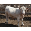 Image 6 : Poelman Farms - 975# June Delivery Steers - 111 Head (Granum, AB)