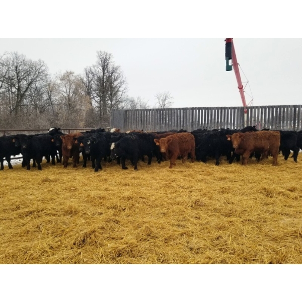 7L Ranch - 870# March Delivery Steers - 68 Head (Lakeland, MB) VBP+