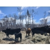 Image 4 : Rafter B Ranch - 40 Simm/Angus X Pairs (Gronlid, SK)