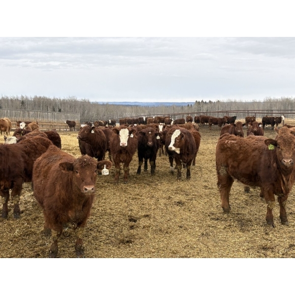 Cunningham Cattle Co. - 875# February Delivery Heifers - 180 Head (Sundre, AB)