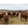 Image 1 : Cunningham Cattle Co. - 875# February Delivery Heifers - 180 Head (Sundre, AB)