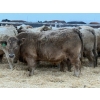 Image 6 : Kevin Szymanek - 900# January Delivery Steers - 68 Head (Stauffer, AB)