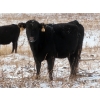 Image 6 : Little Rainbow Ranch - 22 Black & BBF Simm X Angus 3rd Calf Spring Calvers (Moosomin, SK)