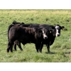 Image 5 : Leedale Farming - 830# September Delivery Steer Calves - 225 Head (Eckville, AB)
