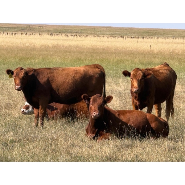 Riverbend Ranch - 825# September Delivery Grass Heifers - 400 Head (Scotfield, AB)